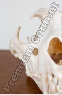 Skull photo reference 0032